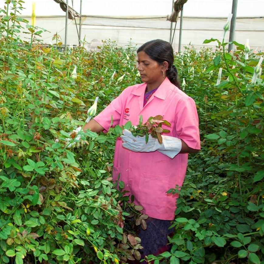 Harvesting done by skilled staff